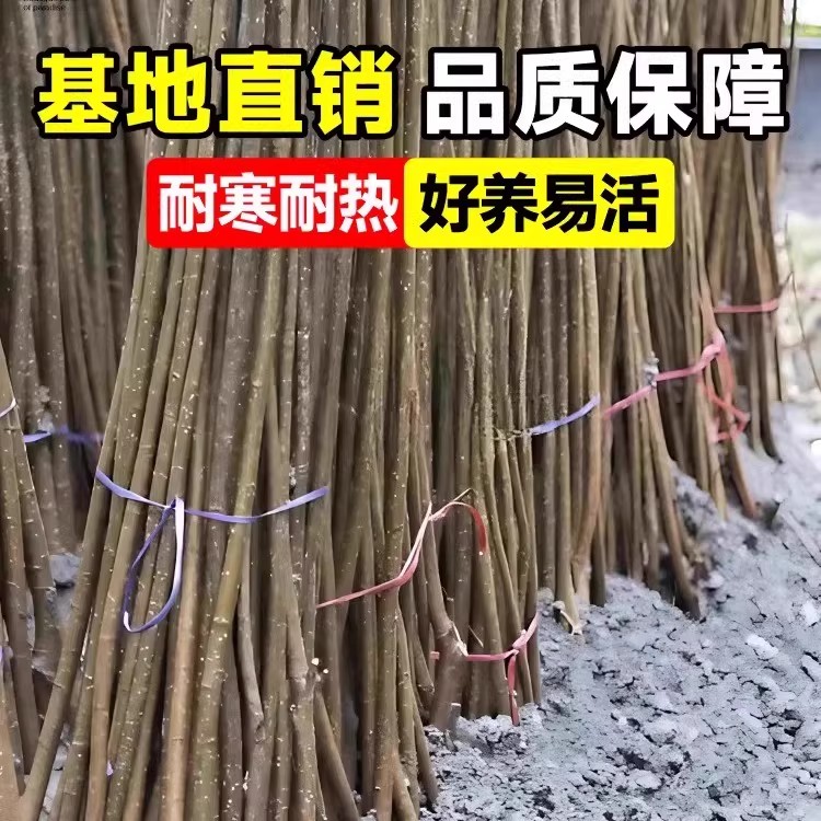 速生杨107白杨树苗3804无絮杨 中华红叶杨杨树苗绿化植物防沙造林