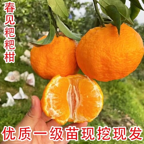 春见耙耙柑树苗正宗嫁接苗盆栽地栽南北方种植果树苗