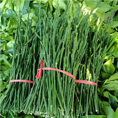 柚子嫁接枝条穗平和红心三