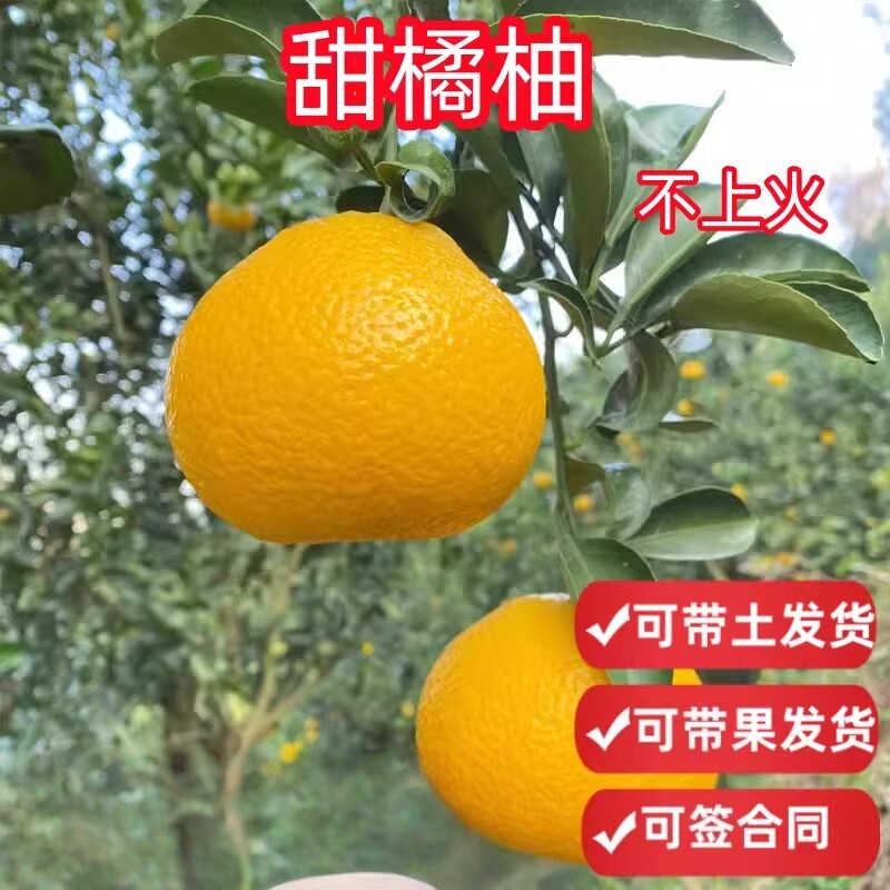 顺丰包邮甜桔柚带土球带果图片