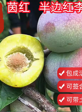 顺丰包邮茵红半边红李子树苗