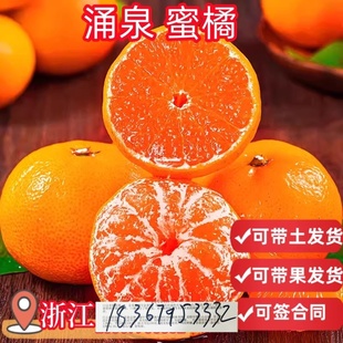 涌泉蜜桔树苗临海无核黄岩蜜橘苗嫁接橘子桔子早熟柑橘盆栽树苗