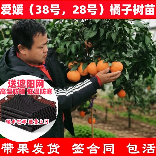 顺丰包邮象山红美人带果带土