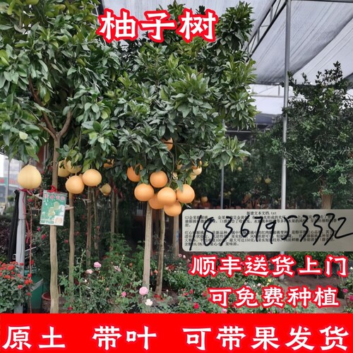 柚子树带土球当年结果