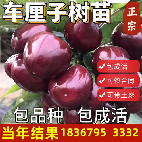车厘子大樱桃树苗带土球