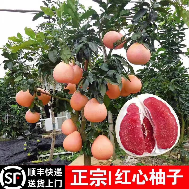 顺丰包邮柚子树带土包活当年结果图片