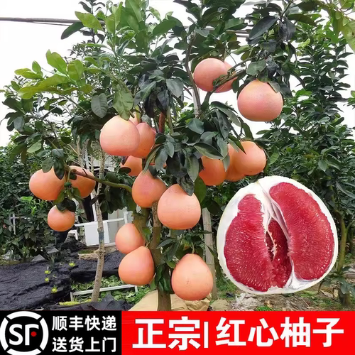 顺丰包邮柚子树带土包活当年结果