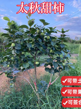 脆甜太秋大柿子树原土原杯