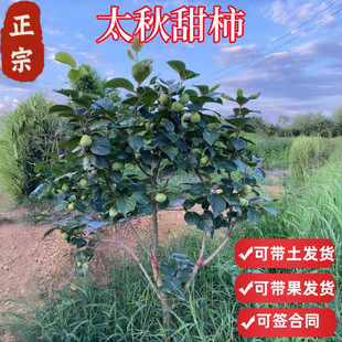 脆柿子大秋太秋甜柿树苗果苗嫁接果树大树南方北方种植矮化盆栽