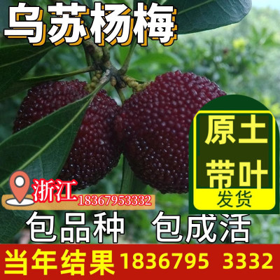 乌苏大杨梅树苗带土东魁水果