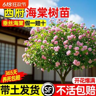 垂丝海棠树苗庭院地栽高杆西府海棠花四季开花耐寒植物南北方种植