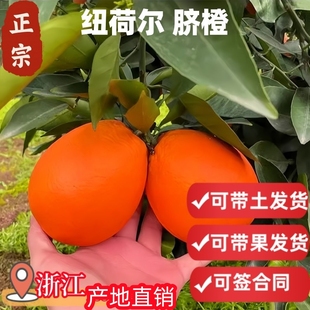 赣南纽荷尔脐橙苗橙子树苗南方盆栽特大水果树果苗果树苗当年结果