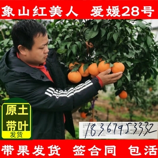 正宗象山红美人爱媛38号28号柑橘树苗果冻橙水果树橘子树果苗盆栽