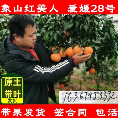 象山红美人带果带土球包活