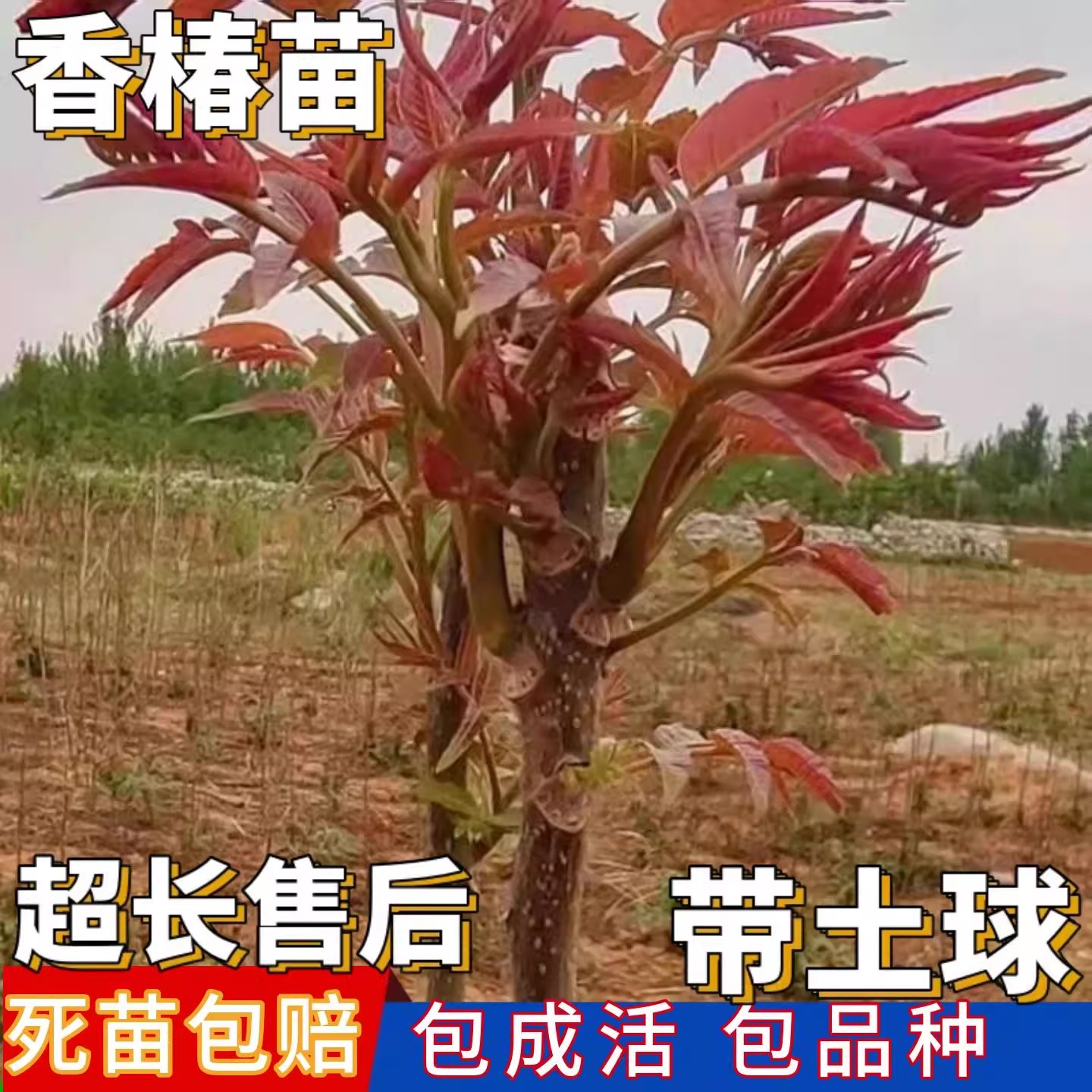 红油香椿苗树南北方庭院地栽种植四季室内阳台盆栽果树当年食用