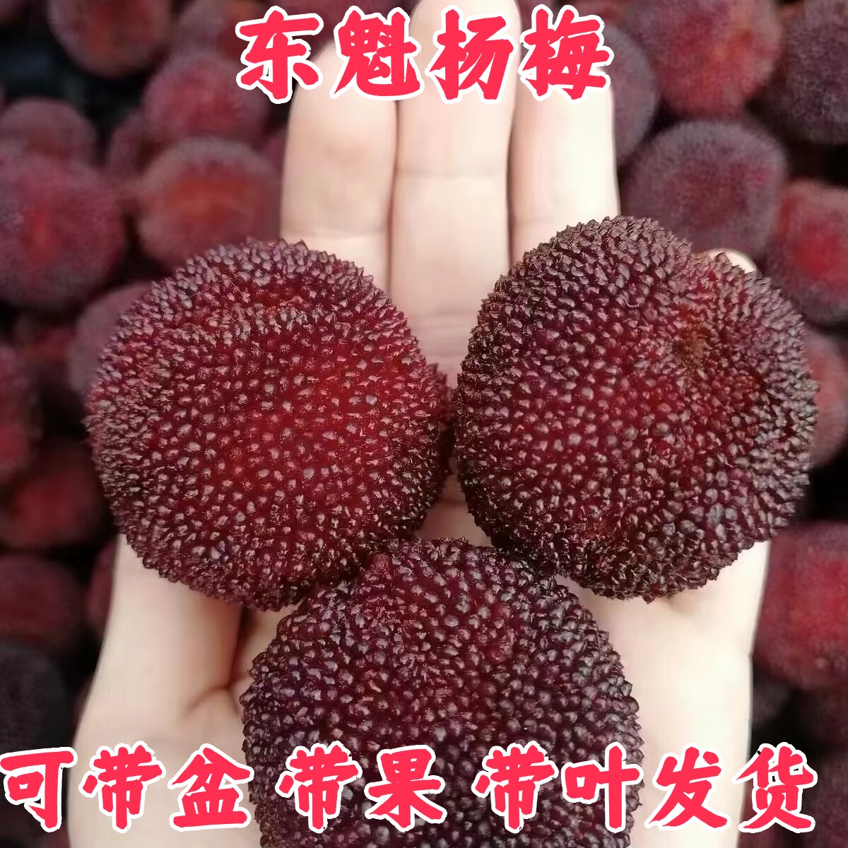 浙江仙居嫁接东魁特杨梅树树苗大果特大树苗水果树果苗盆栽南方种