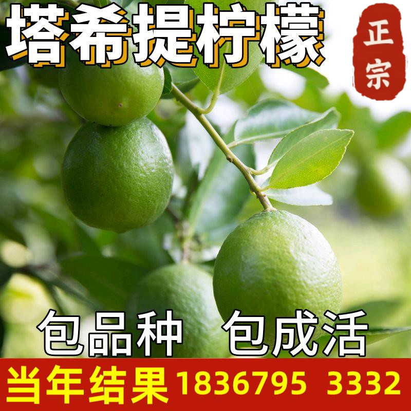 塔希提无籽白柠檬树苗庭院地栽四季种植室内阳台盆栽绿植带果发货