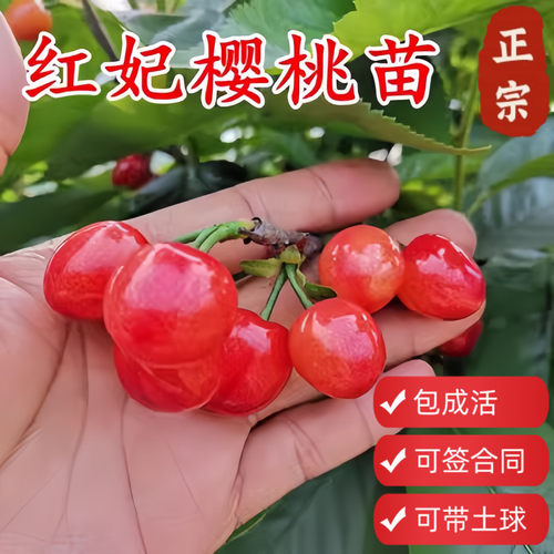 红妃土樱桃带土球当年结果