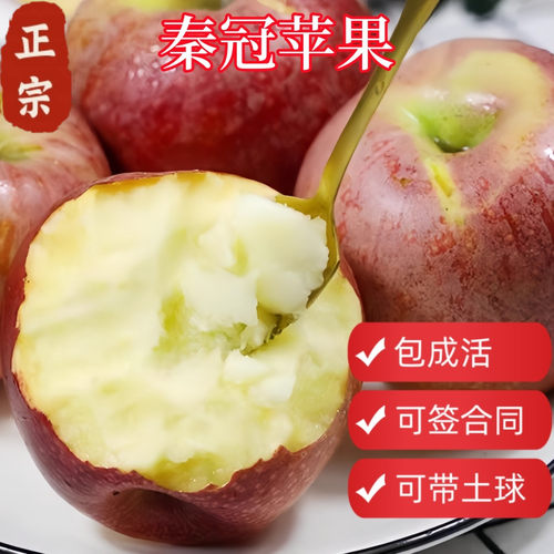 顺丰包邮秦冠苹果树果带土球、