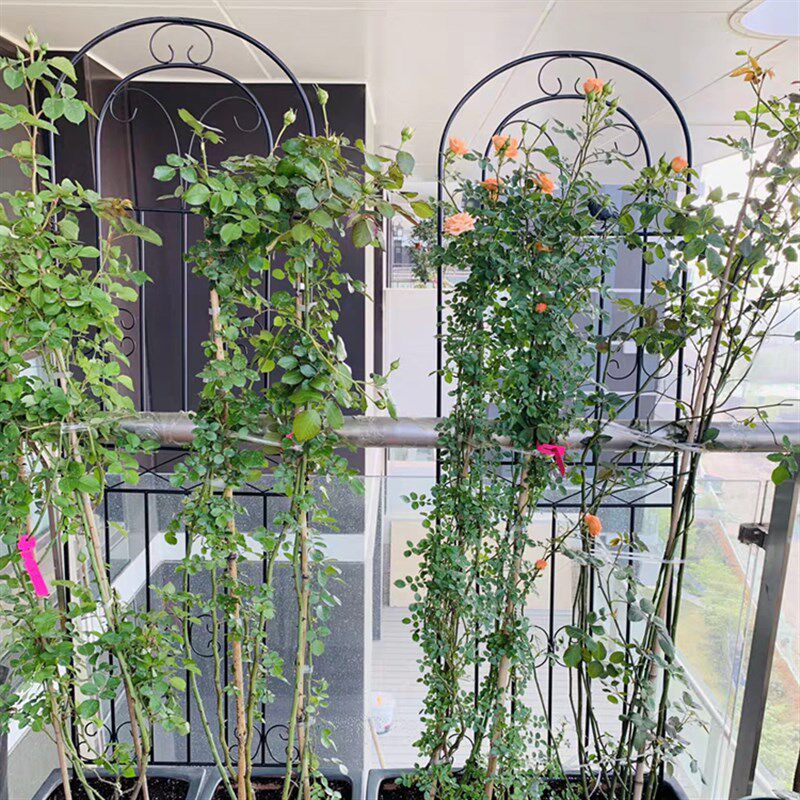 爬藤架花架园艺支架植物攀爬架园艺用品铁艺支柱室内月季藤本花架