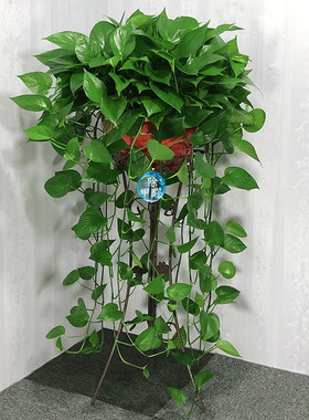 长藤绿萝盆栽室内植物吸除甲醛大盆绿箩垂吊大型花卉客厅绿植好养