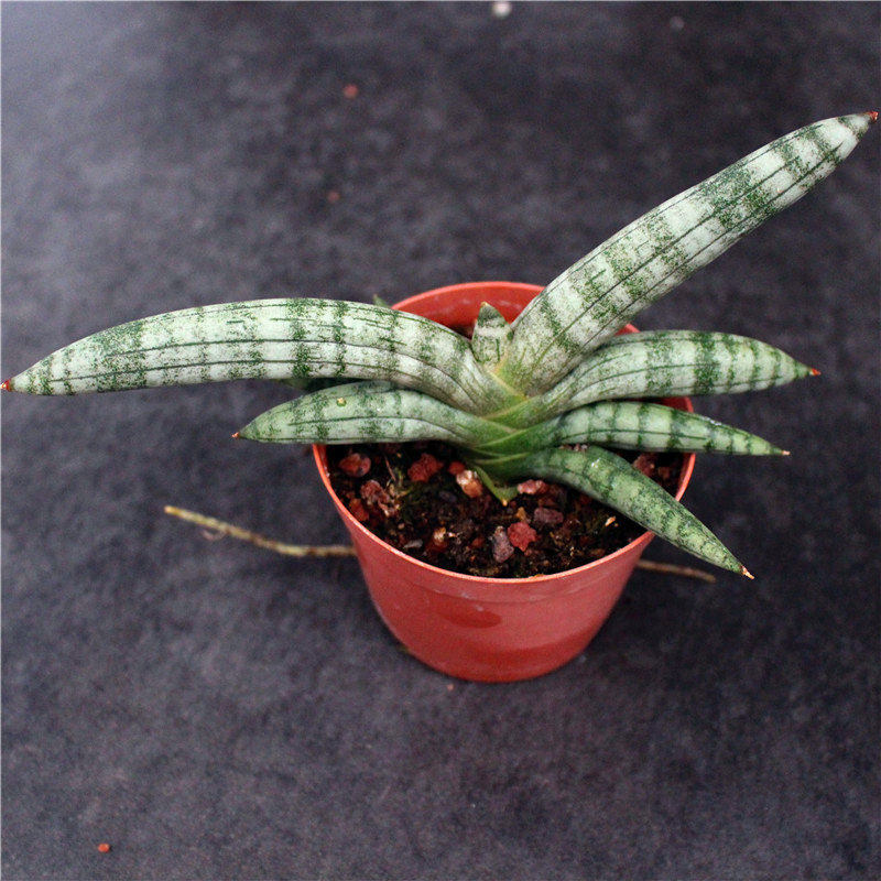 佛手虎尾兰 创意桌面植物小盆栽 办公室内棒叶虎皮兰 佛前香花卉