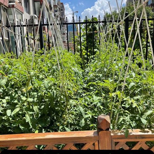 扶苗杆花支架支撑杆支柱园艺植物花架黄瓜豆角丝瓜家用豇豆爬藤