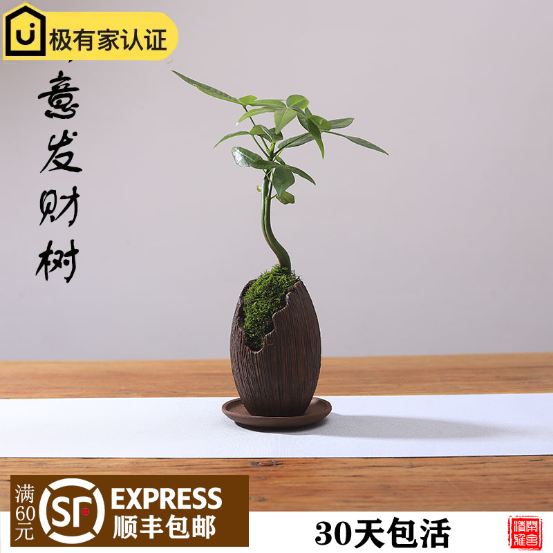 发财树迷你盆栽四季常青室内办公室桌面盆景紫砂微型创意绿植花卉