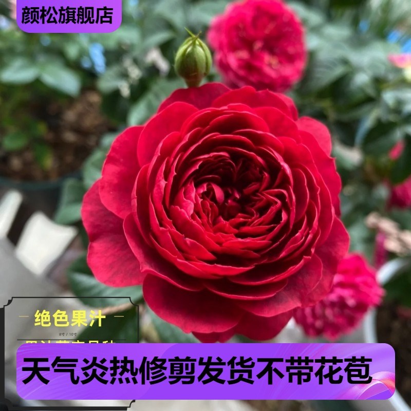 绝色果汁阳台芽变品种阳台月季大花微月四季开花丰花盆栽玫瑰