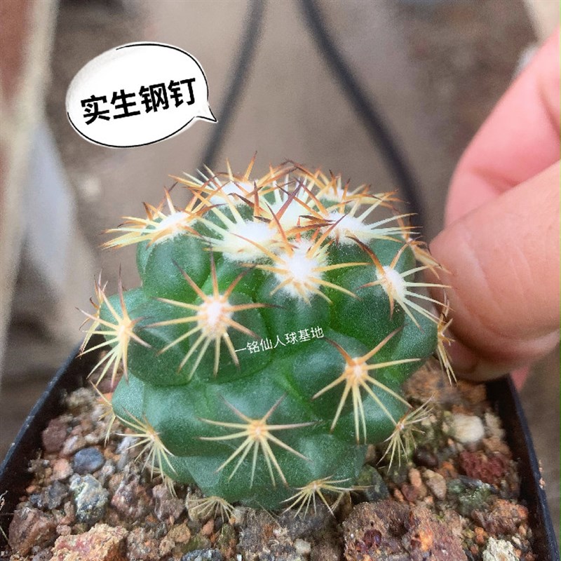 钢钉仙人球实生优选母本强刺球顶花球属稀有品种多肉植物品种对版