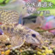 冷水清道夫 吃鱼粪垃圾鱼 翻砂棒花鱼 淡水老鼠鱼 清洁鱼缸工具鱼