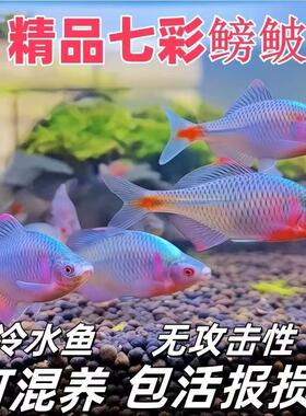 鳑鲏鱼观赏鱼冷水鱼原生鱼七彩旁皮鱼高体旁皮活体小型淡水鱼好养