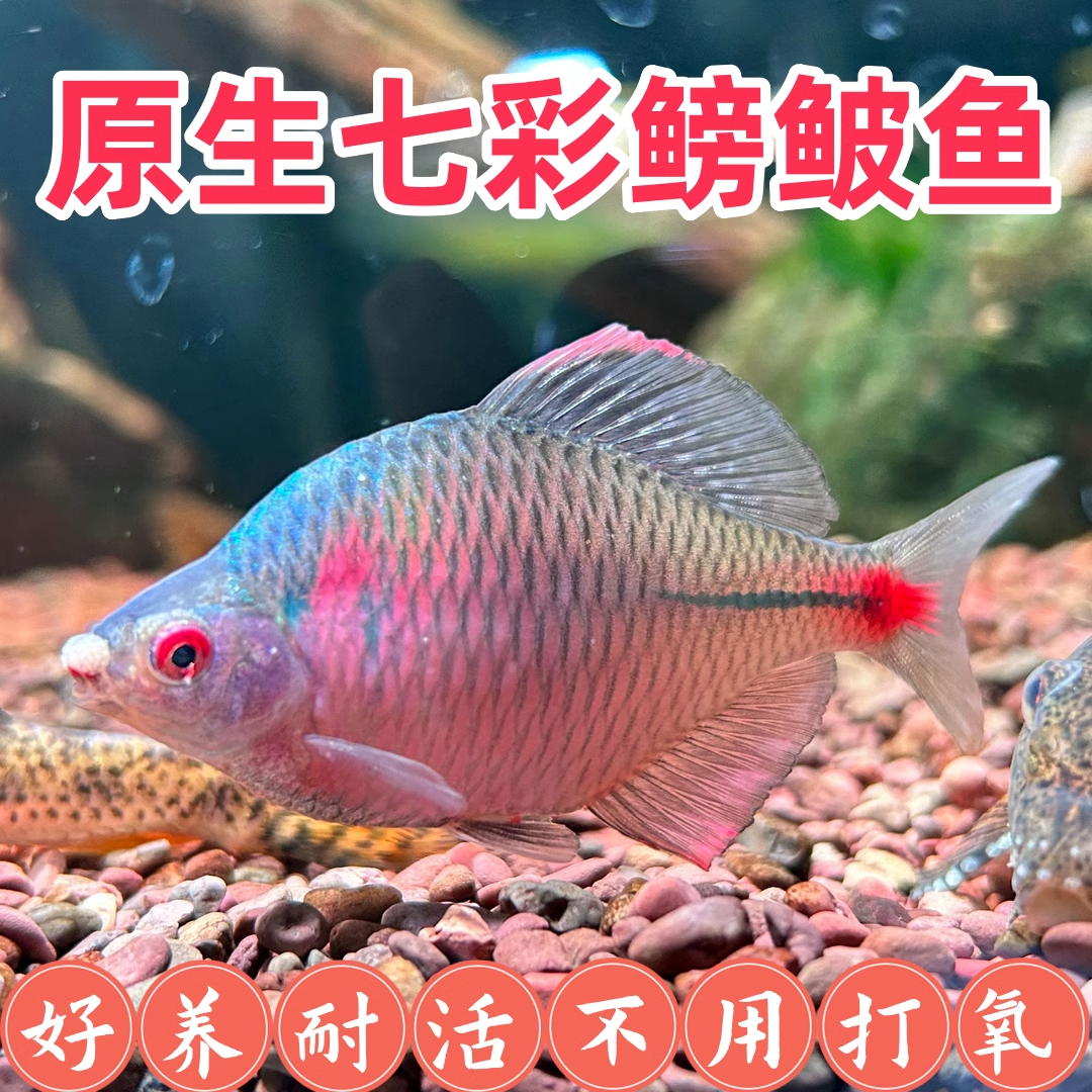 鳑鲏鱼观赏鱼冷水鱼原生鱼七彩旁皮鱼高体旁皮活体小型淡水鱼好养