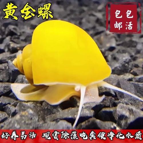 清洁黄金螺活体除藻好养活淡水