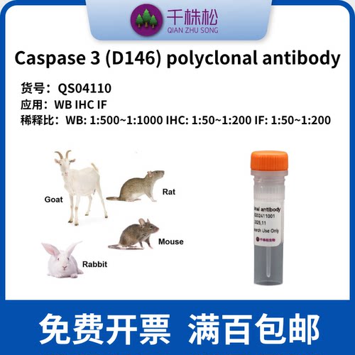 Caspase 3 (D146) polyclonal antibody 高浓度 1mg/ml