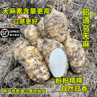 正宗云南昭通小草坝仿野生乌天麻礼盒现挖现发治头痛特级新鲜天麻