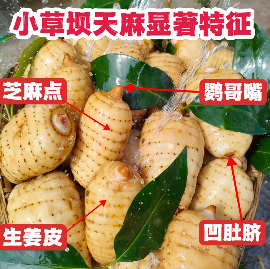 正宗昭通鲜天麻云南野长天麻昭通小草坝仿野生乌天麻顺丰包邮