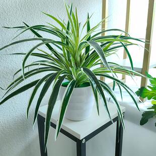 Artificial Plastic Plants Chlorophytum Branch Home Decorativ