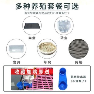 鳥籠子大號c不銹鋼鸚鵡籠鴿子籠養殖家用特大繁殖配對大型色鳥籠