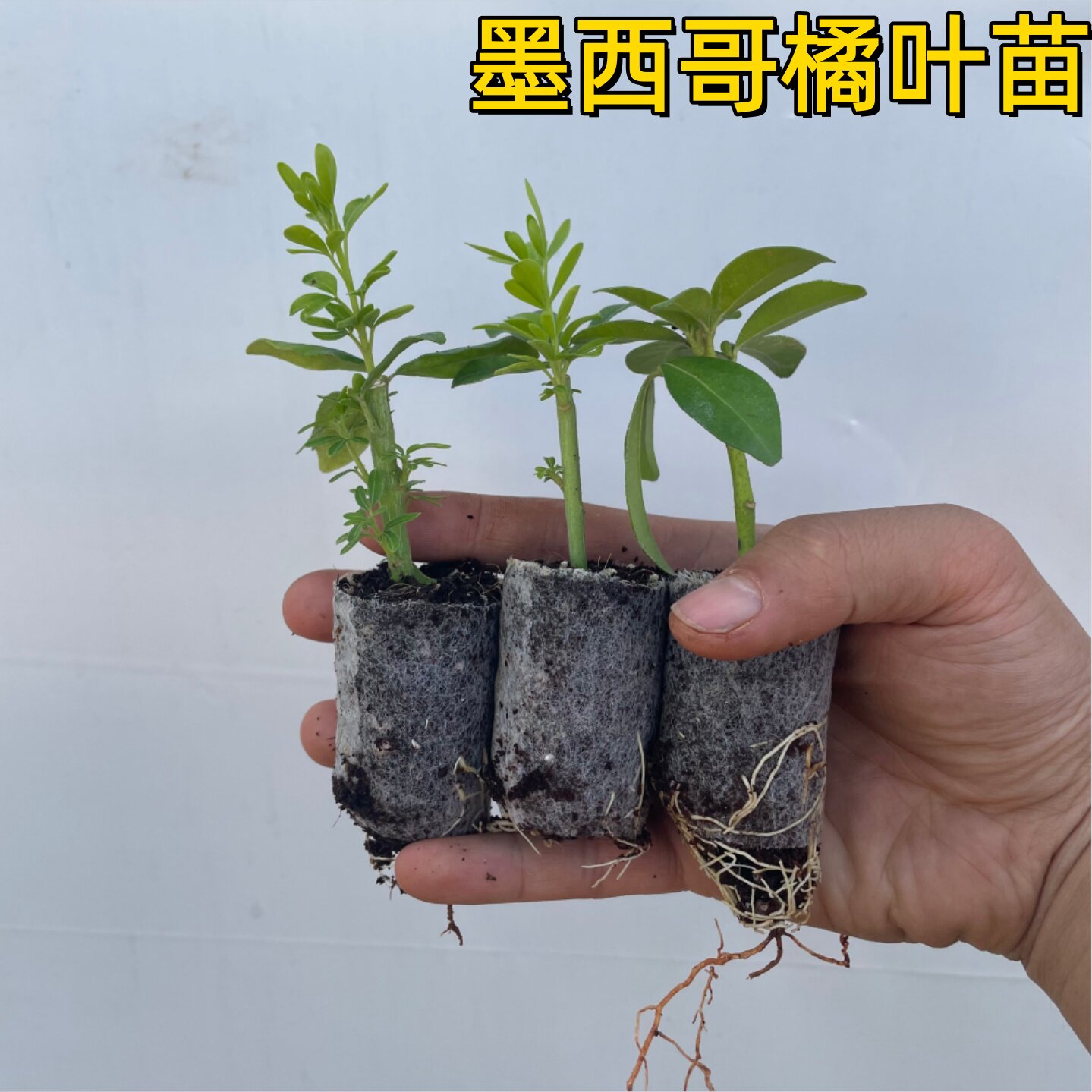 云南苗墨西哥橘叶苗无纺布苗绿色观叶植物盆栽室内外装饰花卉绿植