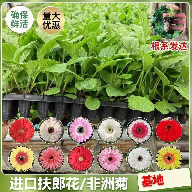 非洲菊花苗盆栽花苗扶郎花小苗花期好种绿植花卉阳台庭院易活种苗