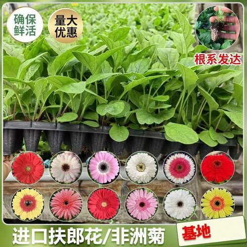 非洲菊花苗盆栽花苗扶郎花小苗花期好种绿植花卉阳台庭院易活种苗