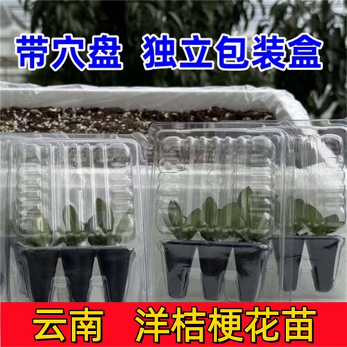 云南重瓣洋桔梗小苗多年生易养活庭院阳台盆栽花卉带穴盘保护发货