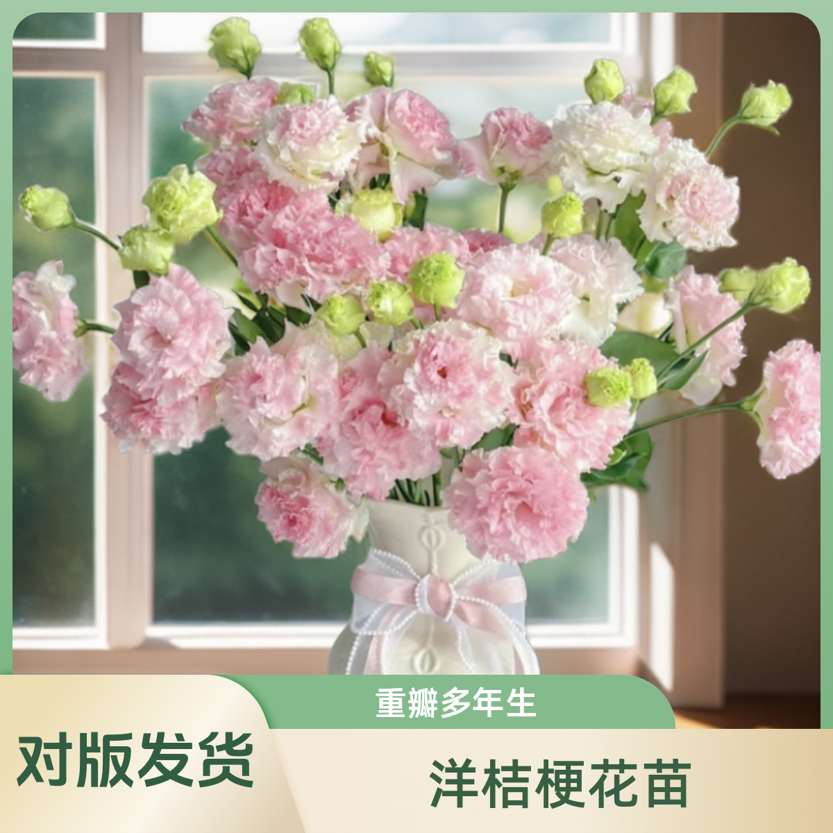 云南重瓣洋桔梗花苗多年生易养活庭院阳台盆栽花卉花期好种龙胆花