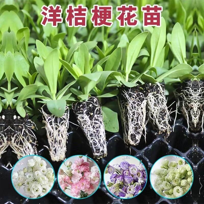 云南重瓣洋桔梗花苗多年生易养活庭院阳台盆栽花卉花期好种小花苗