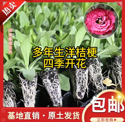 云南重瓣洋桔梗花苗多年生易养活庭院阳台盆栽花卉四季开花小花苗