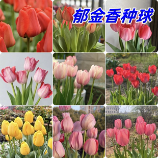 荷兰种球郁金香种球耐寒多年生植物适合室内室外地栽阳台种植花卉