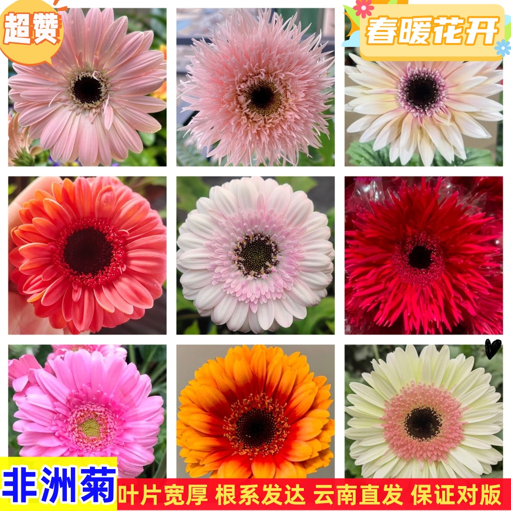 非洲菊花苗盆栽花苗扶郎花小苗四季开花绿植花卉阳台庭院易活种苗-封面