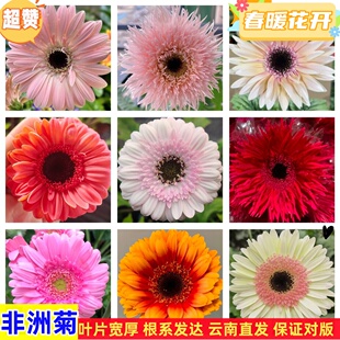 非洲菊花苗盆栽花苗扶郎花小苗花期好种绿植花卉阳台庭院易活种苗