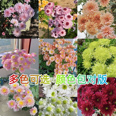 云南菊花小苗多年生耐热耐寒室内外阳台盆栽花卉绿植多色宿根植物